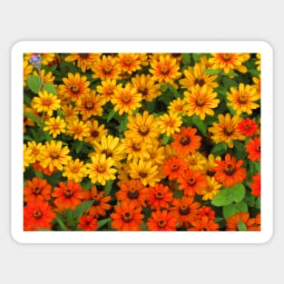 colorful blooming flowers, garden, blooms, petals Sticker